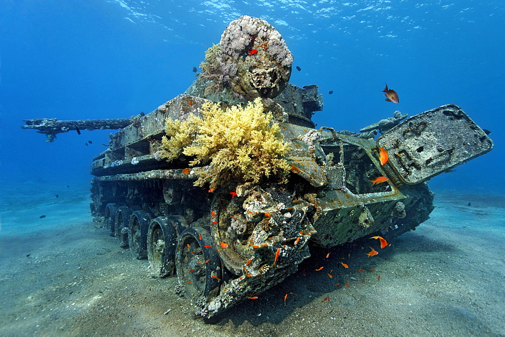 American tank M42 Duster with self-propelled 40mm anti-tircraft gun, wreck, Hashemite Kingdom of Jordan, Red Sea, Western Asia