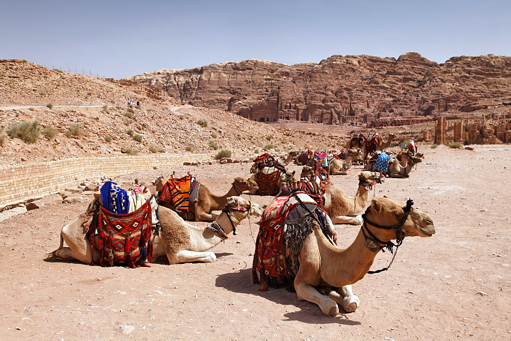 Dromedaries or Arabian Camels (Camelus dromedaius), saddled up, Royal Tombs, Petra, the capital city of the Nabataeans, rock city, UNESCO World Hertage Site, Wadi Musa, Hashemite Kingdom of Jordan, Orient, Middle East, Asia