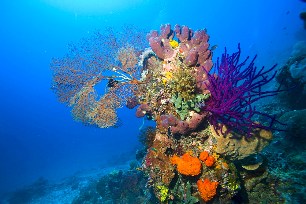 Colourful coral reef, Indonesia, South East Asia