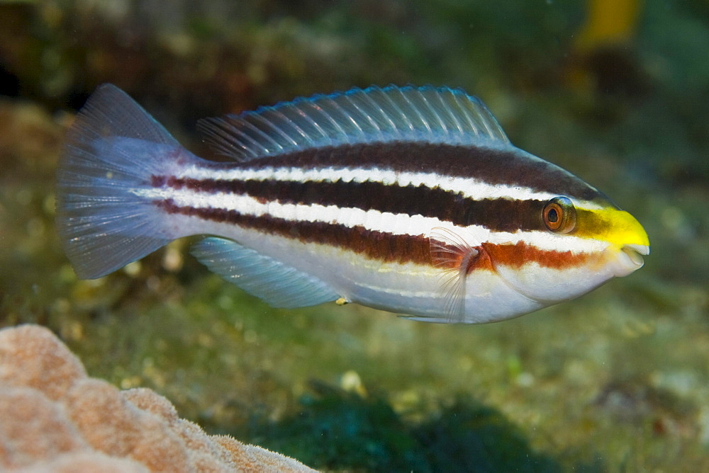 Striped Parrotfish (Scarus croicensis), Philippines, Asia