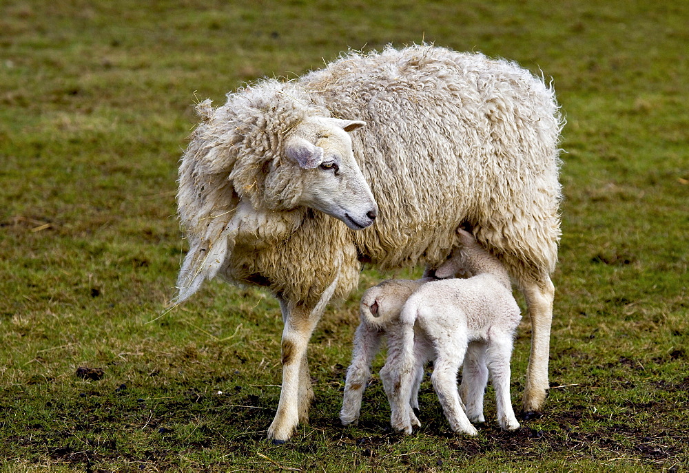 Ewe with suckling lambs, North Sea, North Friesland, Germany, Europe