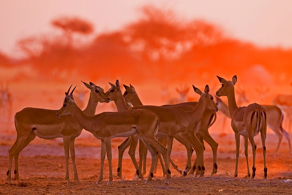 Impalas (Aepyceros melampus) at sunset, Nxai Pan, Makgadikgadi Pans National Park, Botswana, Africa