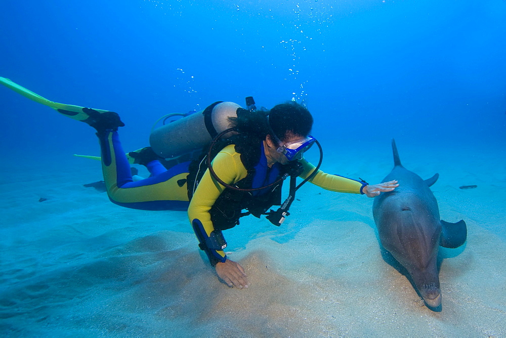 Tame Bottlenose Dolphin (Tursiops truncatus) and scuba diver on the ocean floor, tourist attraction, Roatan, Honduras, Caribbean