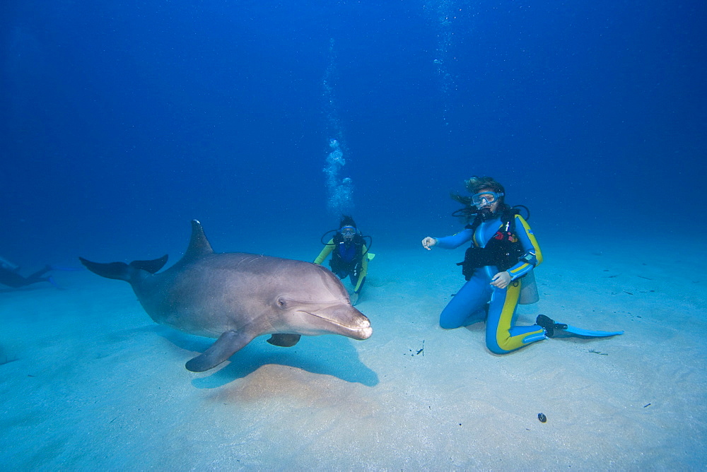 Tame Bottlenose Dolphin (Tursiops truncatus) and scuba divers on the ocean floor, tourist attraction, Roatan, Honduras, Caribbean