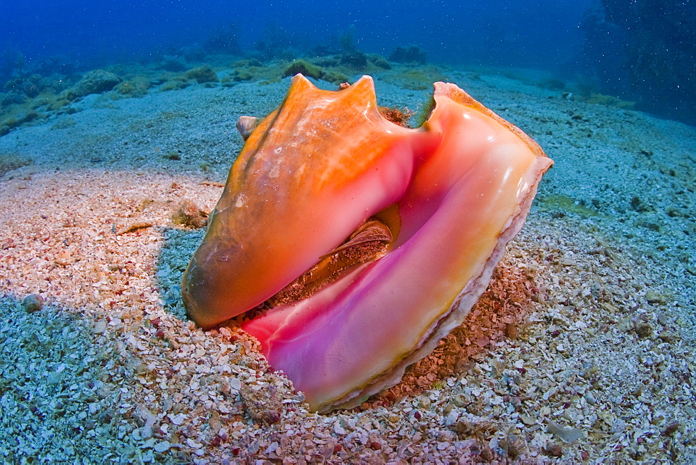 Queen Conch shell (Strombus gigas), Roatan, Honduras, Caribbean