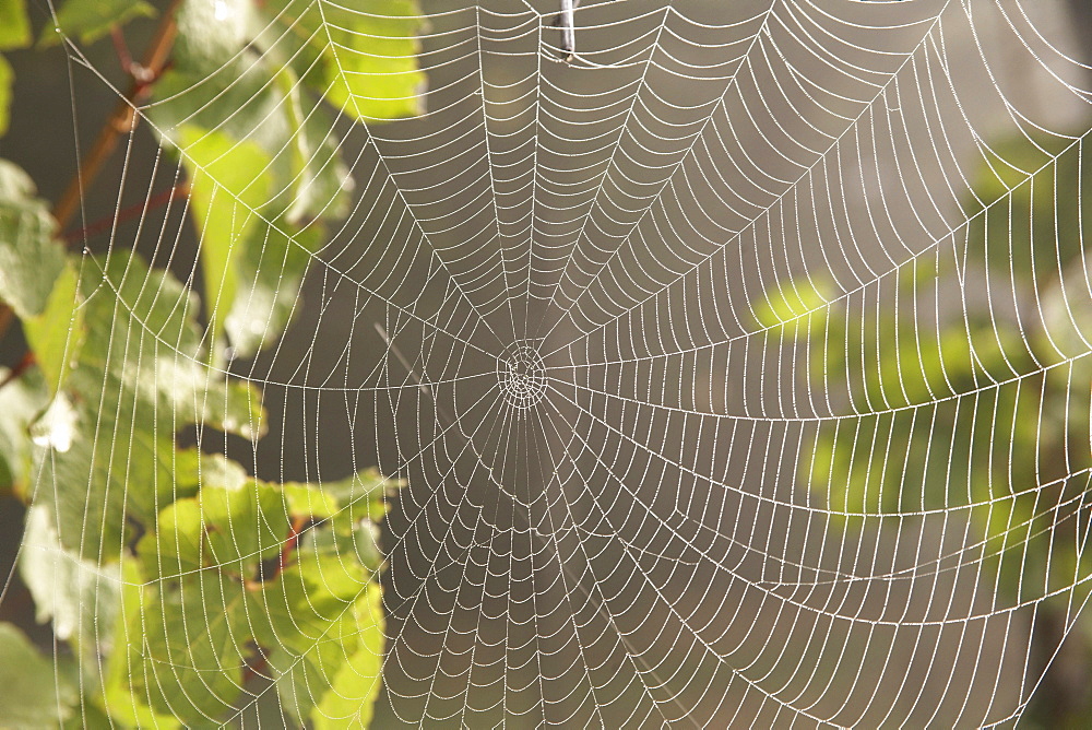 Spiderweb with dewdrops in the morning fog, backlit