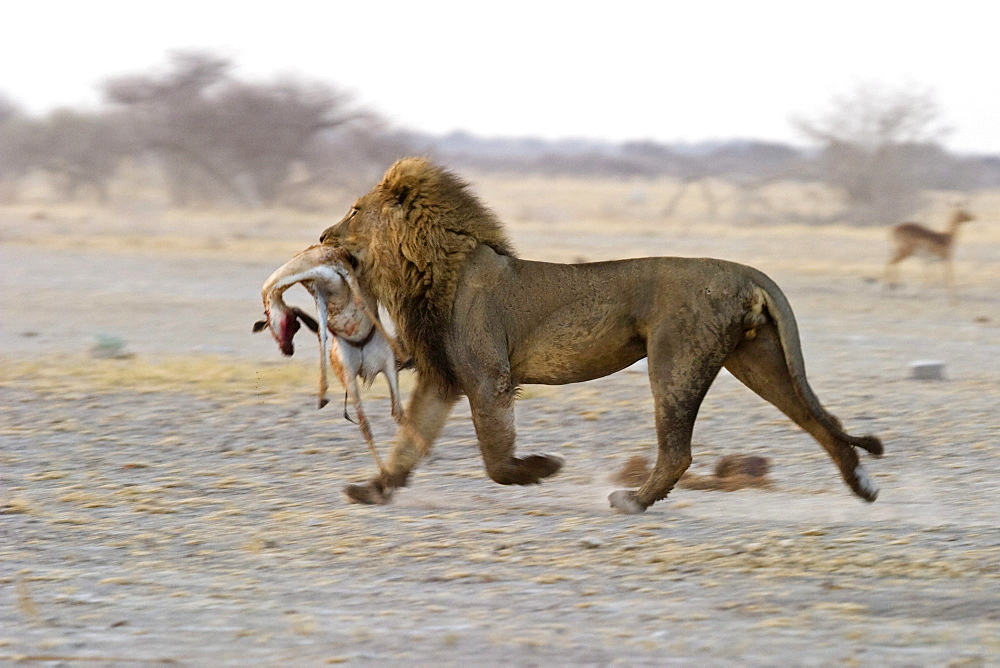 Lion (Panthera leo) and a captured Springbok (Antidorcas marsupialis), prey, Nxai Pan, Makgadikgadi Pans National Park, Botswana, Africa