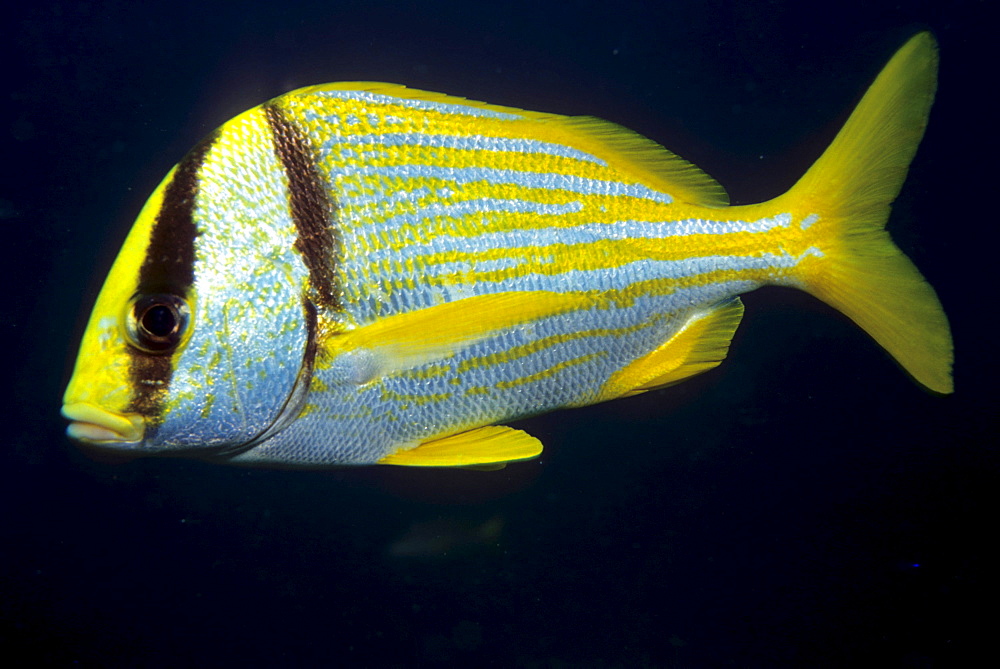 Atlantic Porkfish or Paragrate Grunt (Anisotremus virginicus), Caribbean, Americas