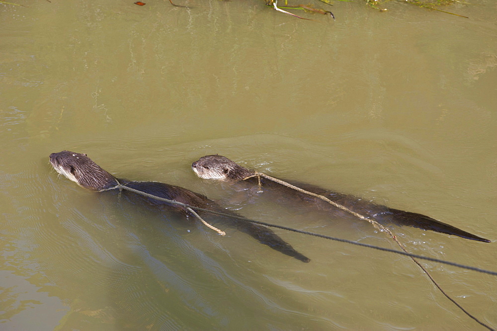 Globally unique fishing with otters (Lutra lutra), Bangladesh, Asia