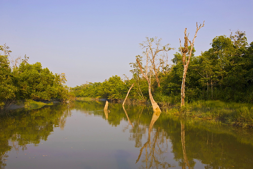 The marshes in the Unesco World Heritage Sundarbans, Bangladesh, Asia