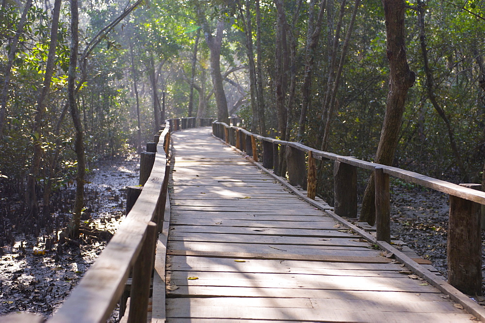 Boardwalk over the marshes of the UNESCO World Natural Heritage Sundarbans, Bangladesh, Asia