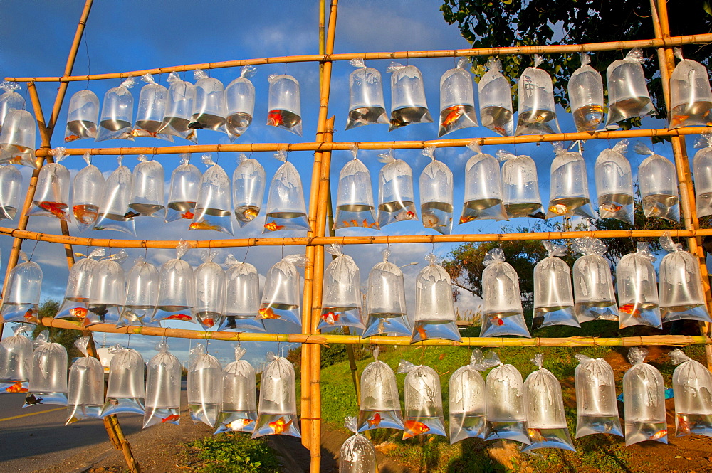 Ornamental fish for sale in plastic bags, Cherchell, Algeria, Africa