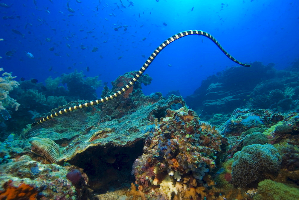 banded sea krait or banded sea snake, Laticauda colubrina, Philippines.