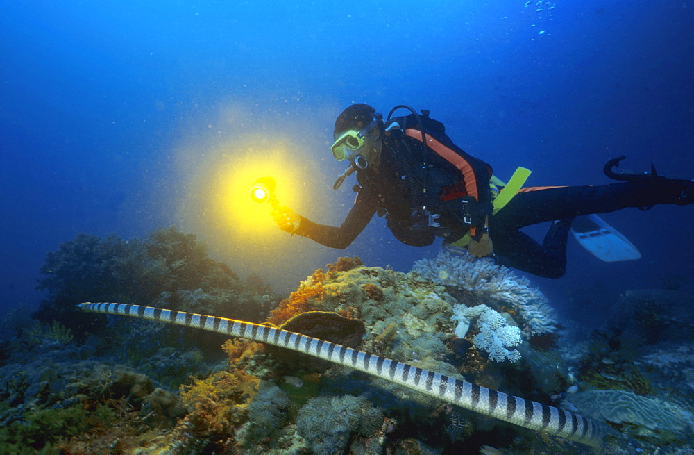 Banded sea krait or banded sea snake, Laticauda colubrina, Philippines.