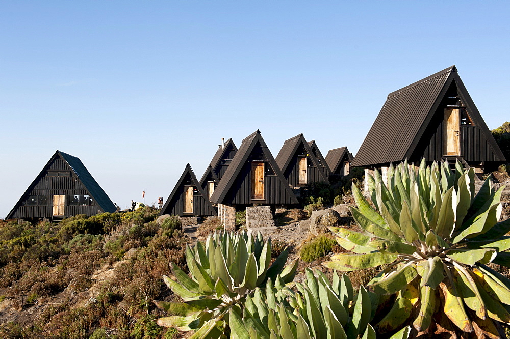 Trekking, Scandinavian-style wooden huts, Horombo Huts, Marangu Route, Giant Groundsel (Dendrosenecio kilimanjari), Mt. Kilimanjaro, Tanzania, East Africa, Africa