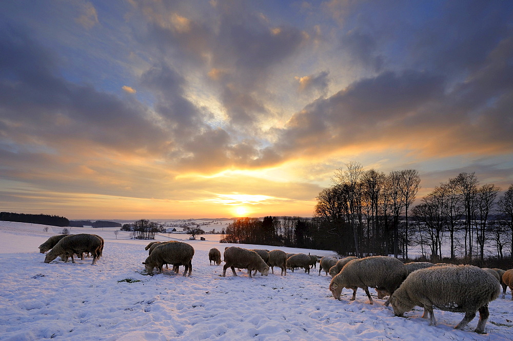 Winter landscape with herd of sheep at sunset, Mindelheim, Unterallgaeu, Bavaria, Germany, Europe