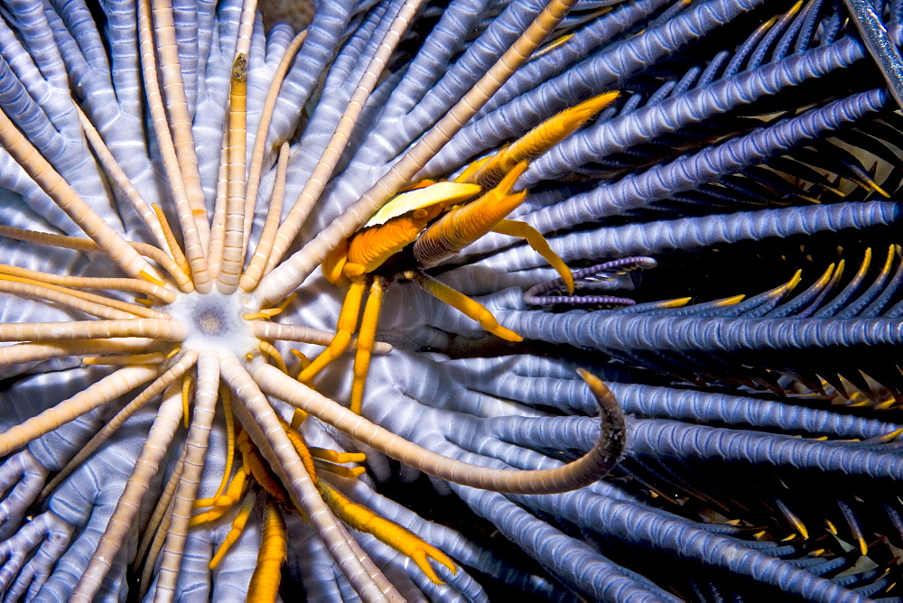 Eelegant squat lobster, Allogalathea elegans, a type of crab, on host crinoid.