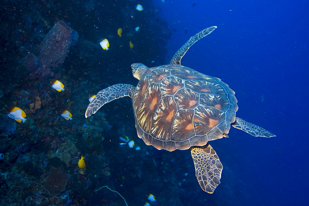 hawksbill turtle, Eretomochelys imbricata .