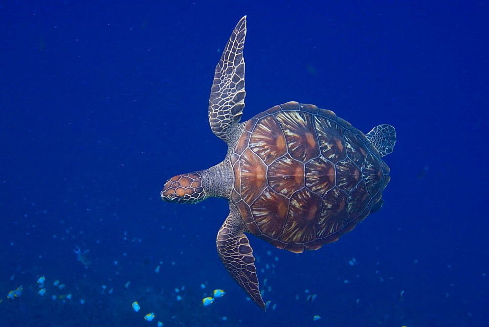 hawksbill turtle, Eretomochelys imbricata .