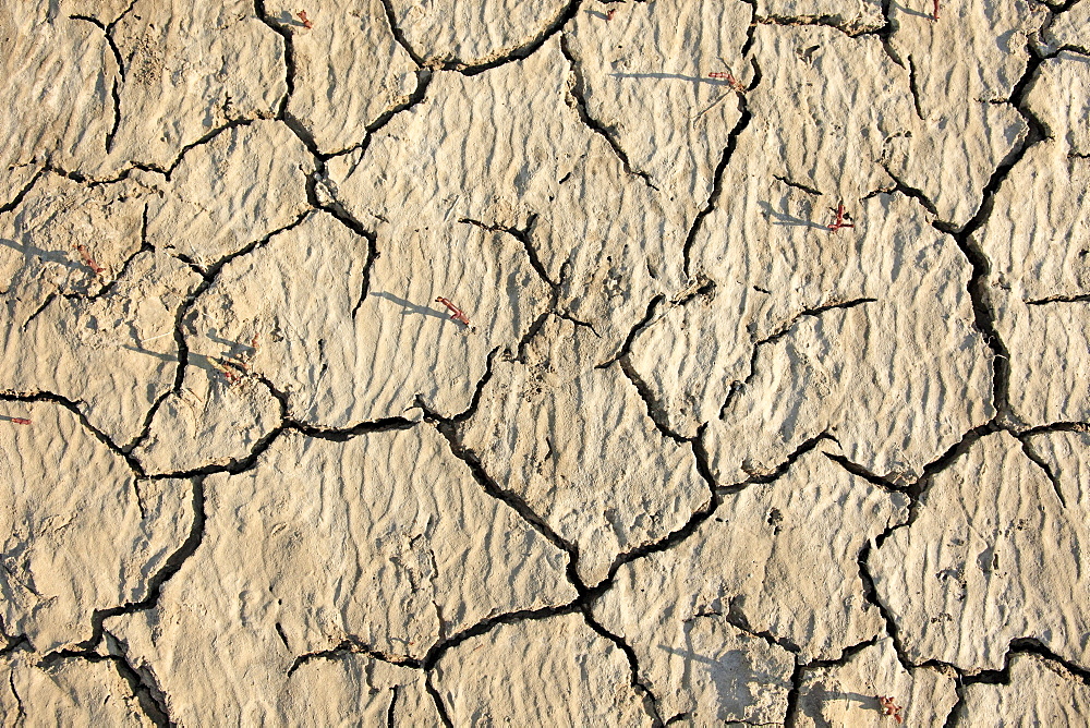 Parched soil surface, Saintes-Marie-de-la-Mer, Bouches du Rhone, Camargue, France, Europe