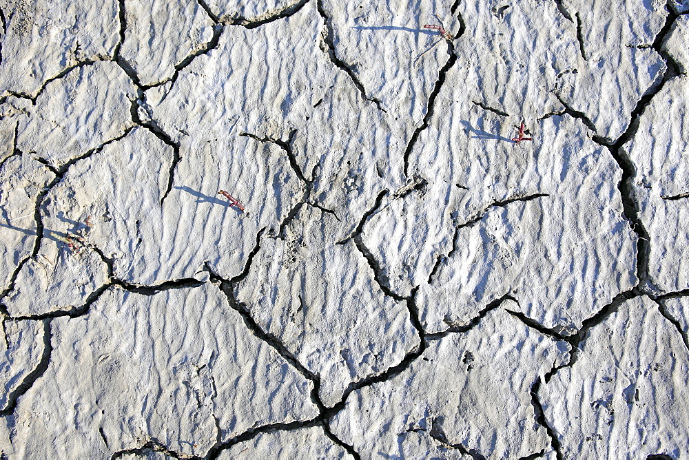 Parched soil surface, Saintes-Marie-de-la-Mer, Bouches du Rhone, Camargue, France, Europe