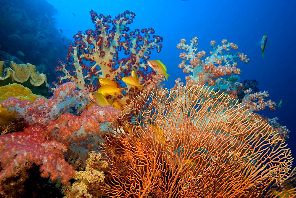 Colourful coral reef with soft corals Dendronephthya.