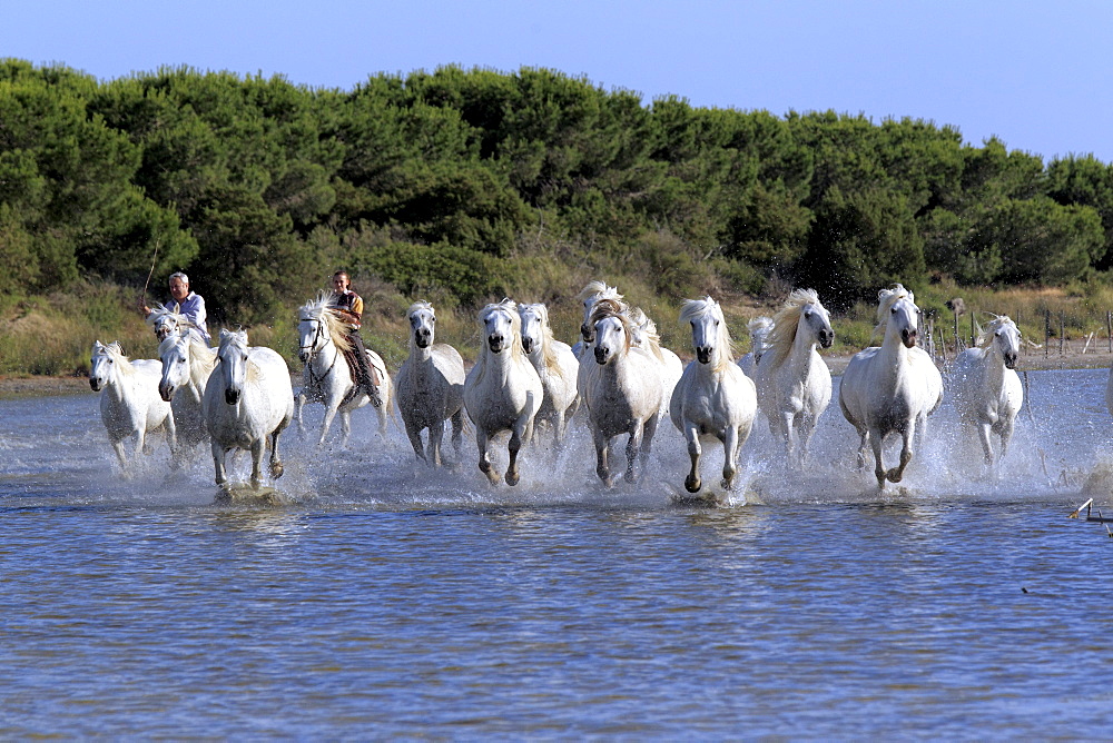 Camargue Horses (Equus caballus) with two horse-riders in water, Saintes-Marie-de-la-Mer, Camargue, France, Europe