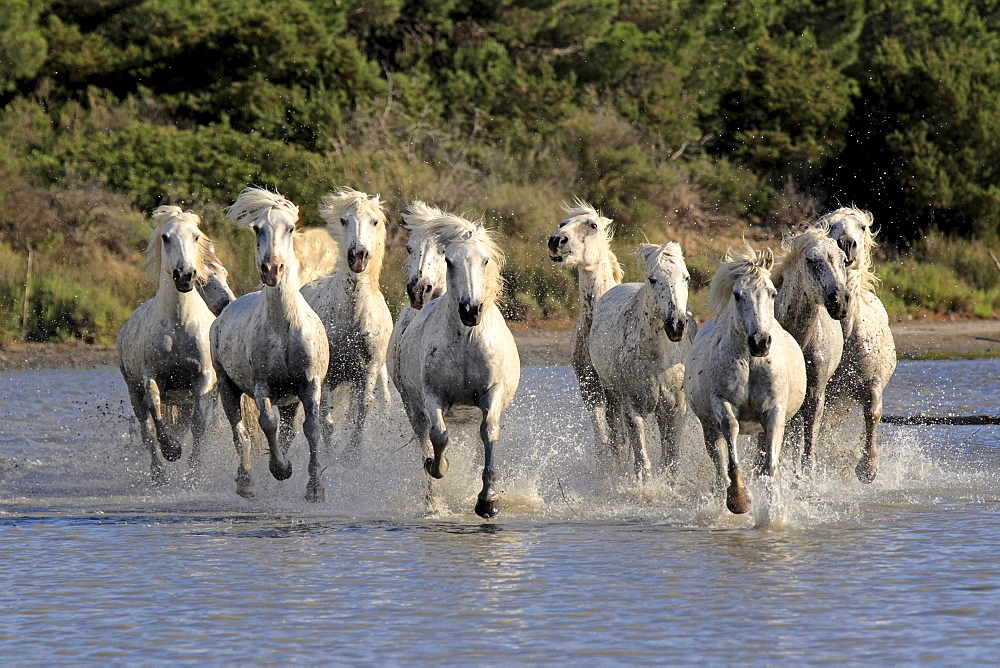 Camargue horses (Equus caballus), herd, gallopping through water, Saintes-Marie-de-la-Mer, Camargue, France, Europe