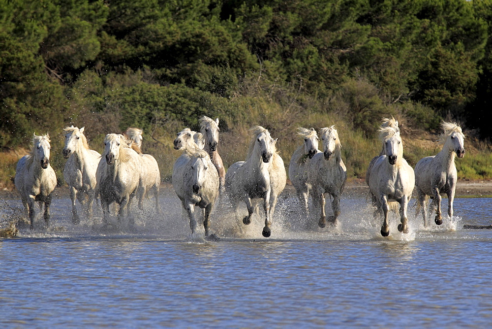 Camargue horses (Equus caballus), herd, gallopping through water, Saintes-Marie-de-la-Mer, Camargue, France, Europe