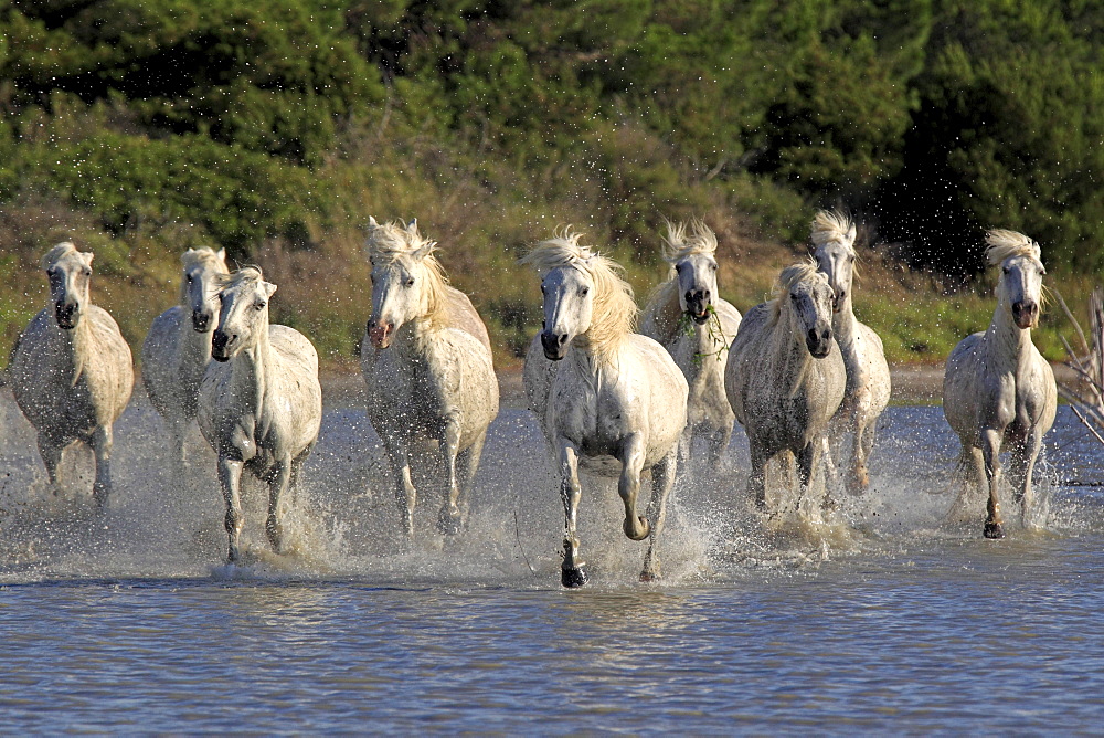 Camargue horses (Equus caballus), herd, gallopping through water, Saintes-Marie-de-la-Mer, Camargue, France, Europe