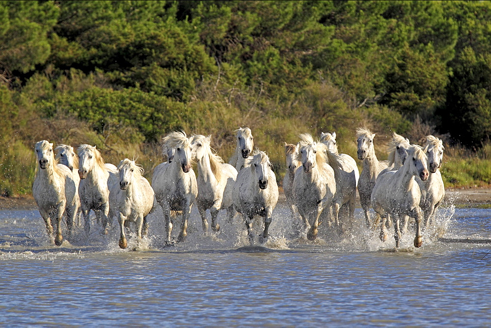 Camargue horses (Equus caballus), herd, gallopping through water, Saintes-Marie-de-la-Mer, Camargue, France, Europe