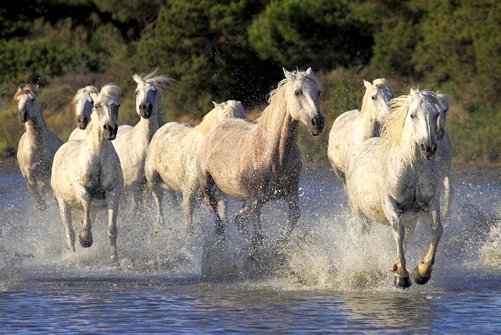 Camargue horses (Equus caballus), herd, gallopping through water, Saintes-Marie-de-la-Mer, Camargue, France, Europe