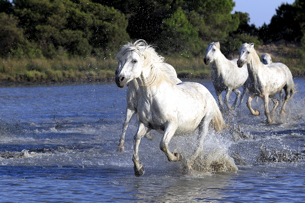 Camargue horses (Equus caballus), herd, gallopping through water, Saintes-Marie-de-la-Mer, Camargue, France, Europe