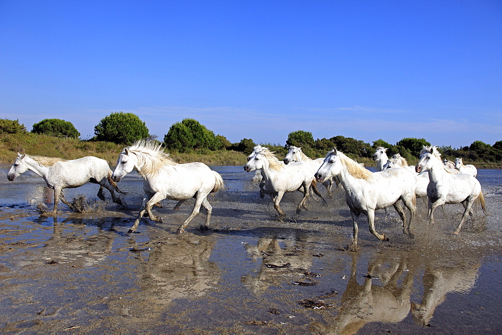 Camargue horses (Equus caballus), herd, gallopping through water, Saintes-Marie-de-la-Mer, Camargue, France, Europe