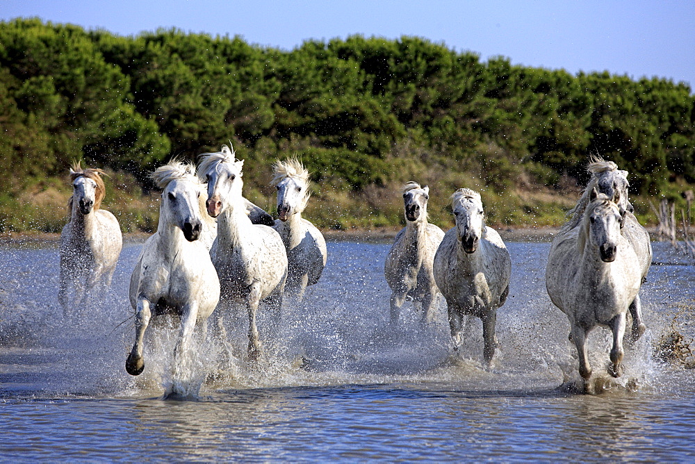 Camargue horses (Equus caballus), herd, gallopping through water, Saintes-Marie-de-la-Mer, Camargue, France, Europe