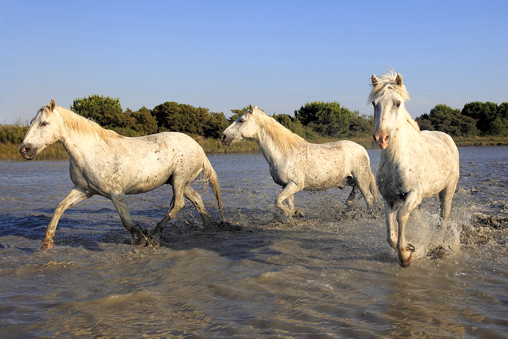 Camargue horses (Equus caballus), in water, Saintes-Marie-de-la-Mer, Camargue, France, Europe