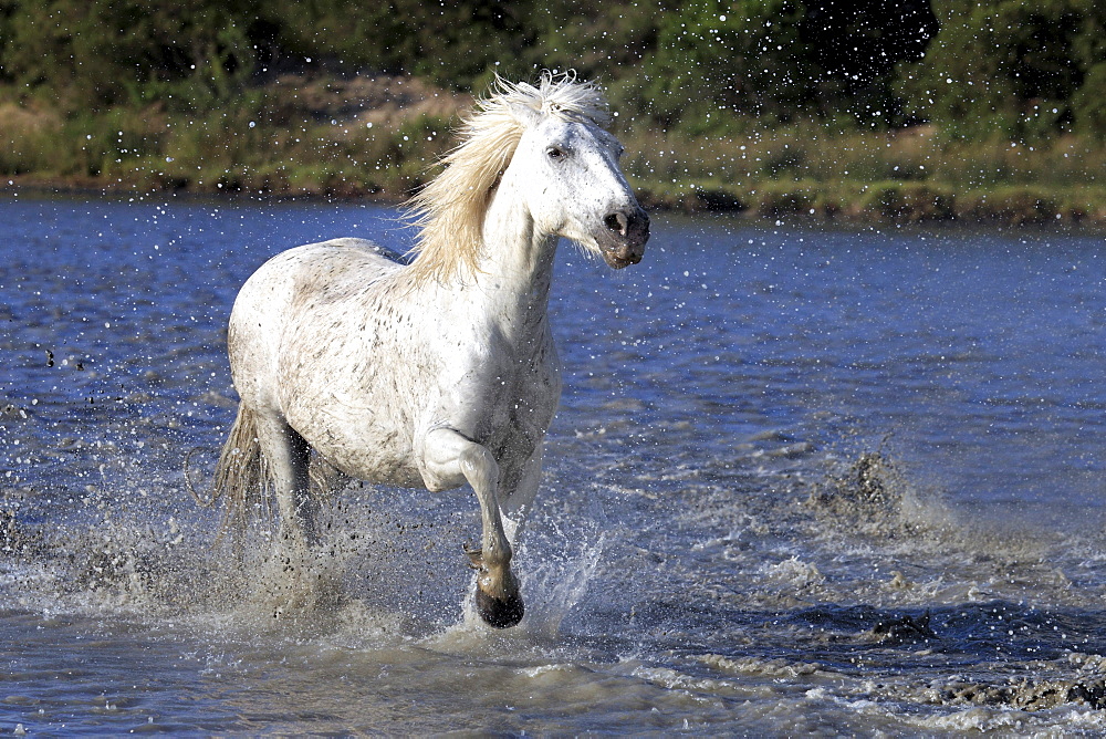 Camargue horse (Equus caballus), trotting through water, Saintes-Marie-de-la-Mer, Camargue, France, Europe