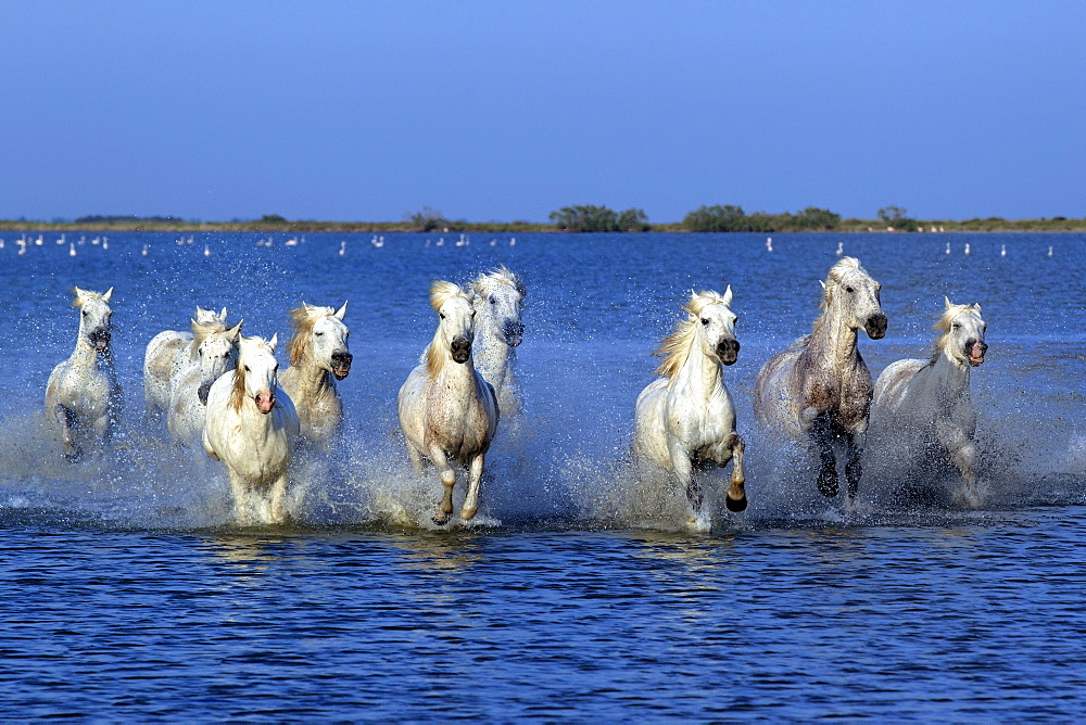 Camargue horses (Equus caballus), herd, gallopping through water, Saintes-Marie-de-la-Mer, Camargue, France, Europe