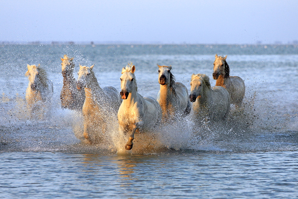 Camargue horses (Equus caballus), herd gallopping through water, evening mood, Saintes-Marie-de-la-Mer, Camargue, France, Europe