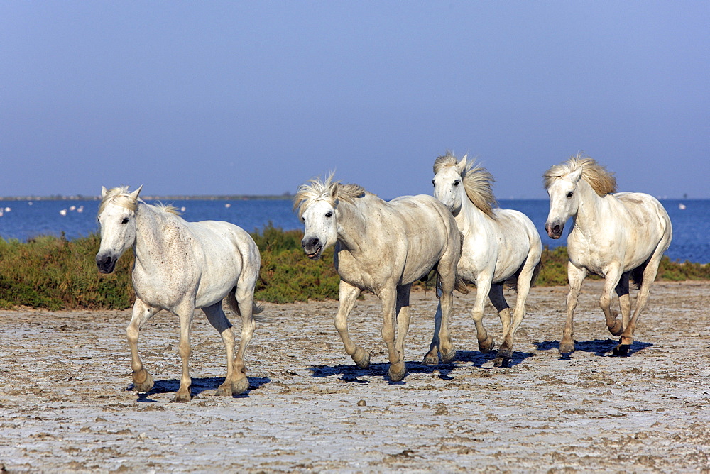 Camargue horses (Equus caballus), Saintes-Marie-de-la-Mer, Camargue, France, Europe