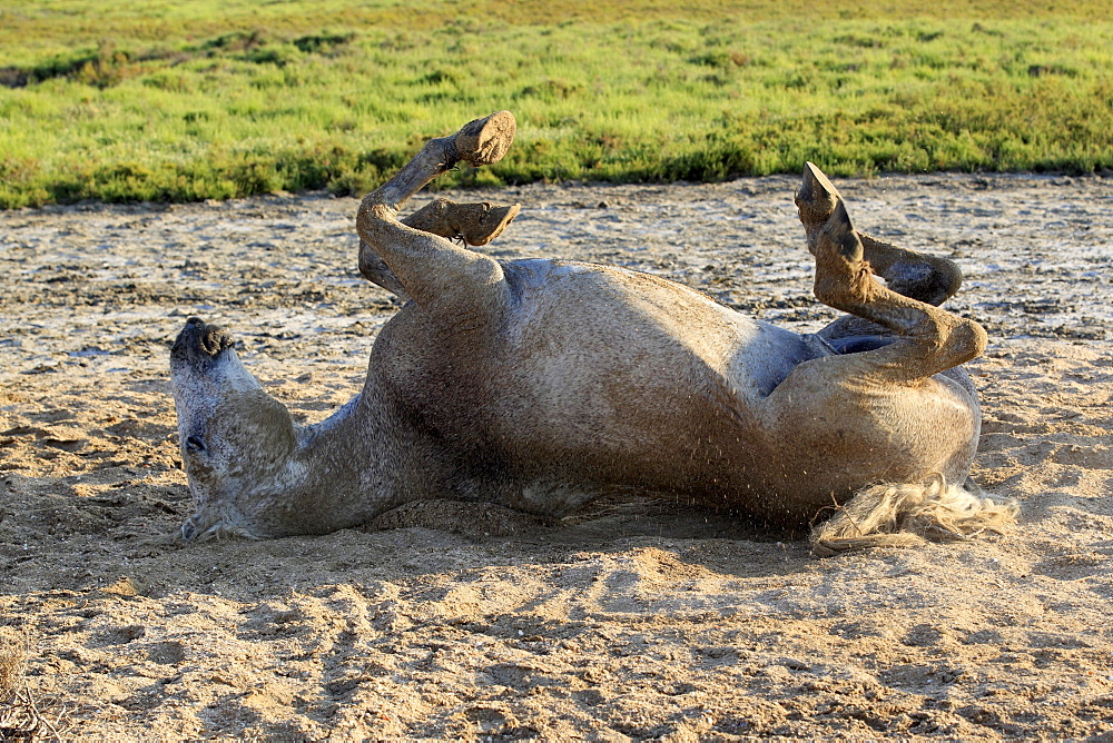 Camargue horse (Equus caballus), rolling around, taking a sand bath, Saintes-Marie-de-la-Mer, Camargue, France, Europe