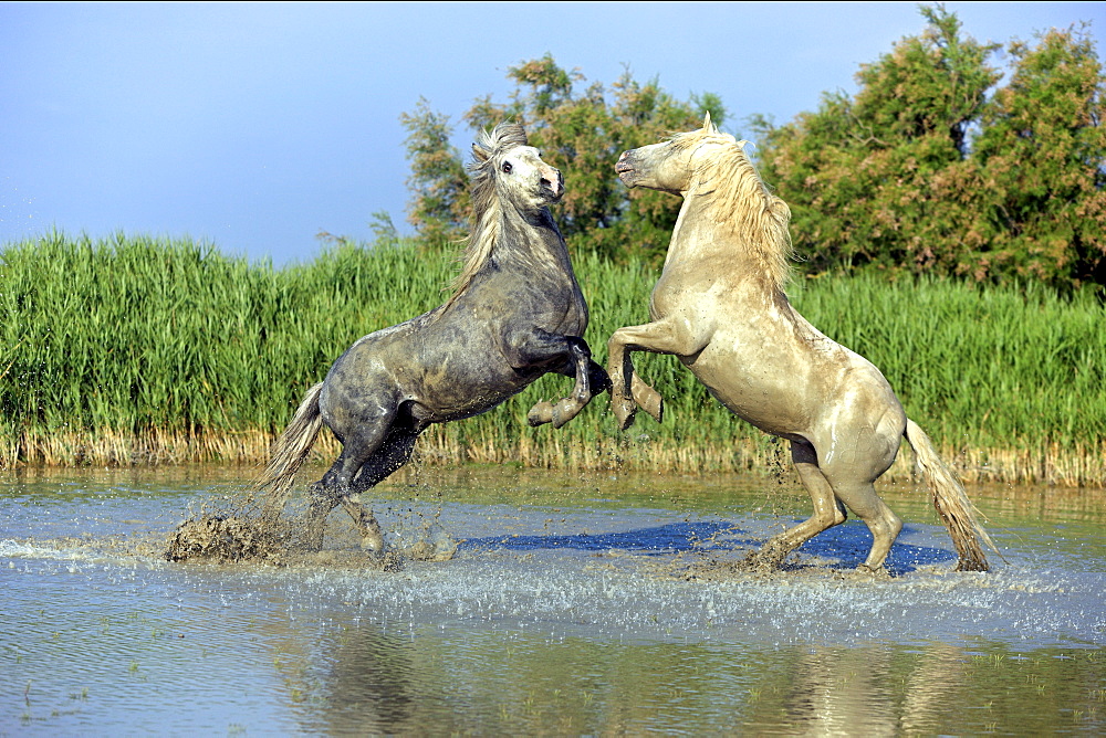 Camargue horses (Equus caballus) stallions fighting in water, Saintes-Marie-de-la-Mer, Camargue, France, Europe