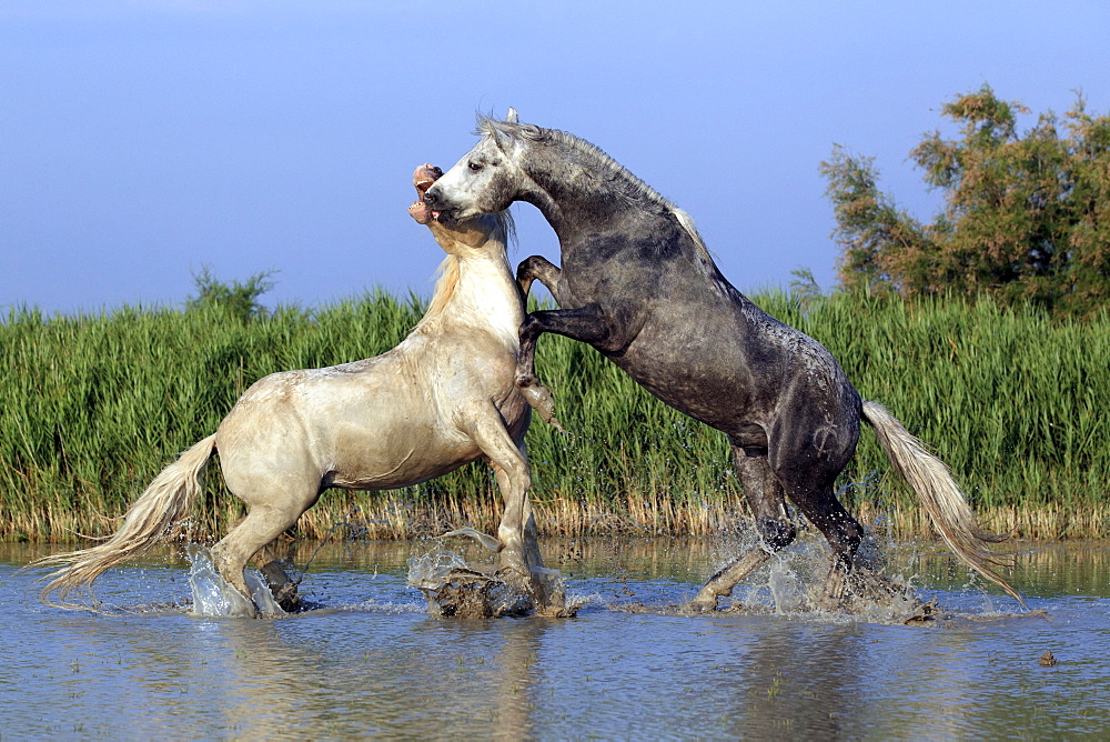 Camargue horses (Equus caballus) stallions fighting in water, Saintes-Marie-de-la-Mer, Camargue, France, Europe