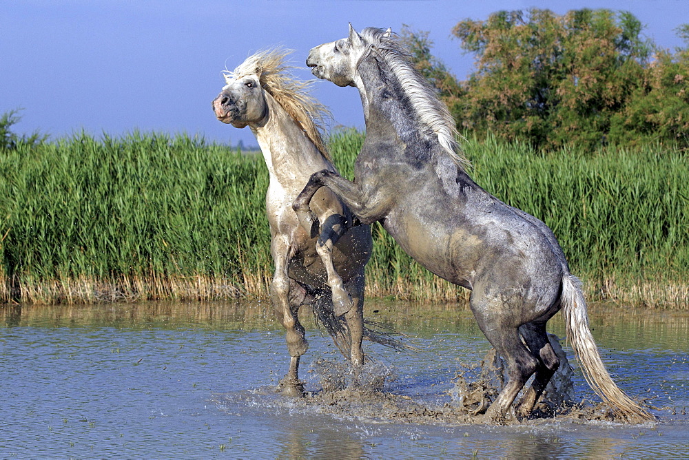 Camargue horses (Equus caballus) stallions fighting in water, Saintes-Marie-de-la-Mer, Camargue, France, Europe