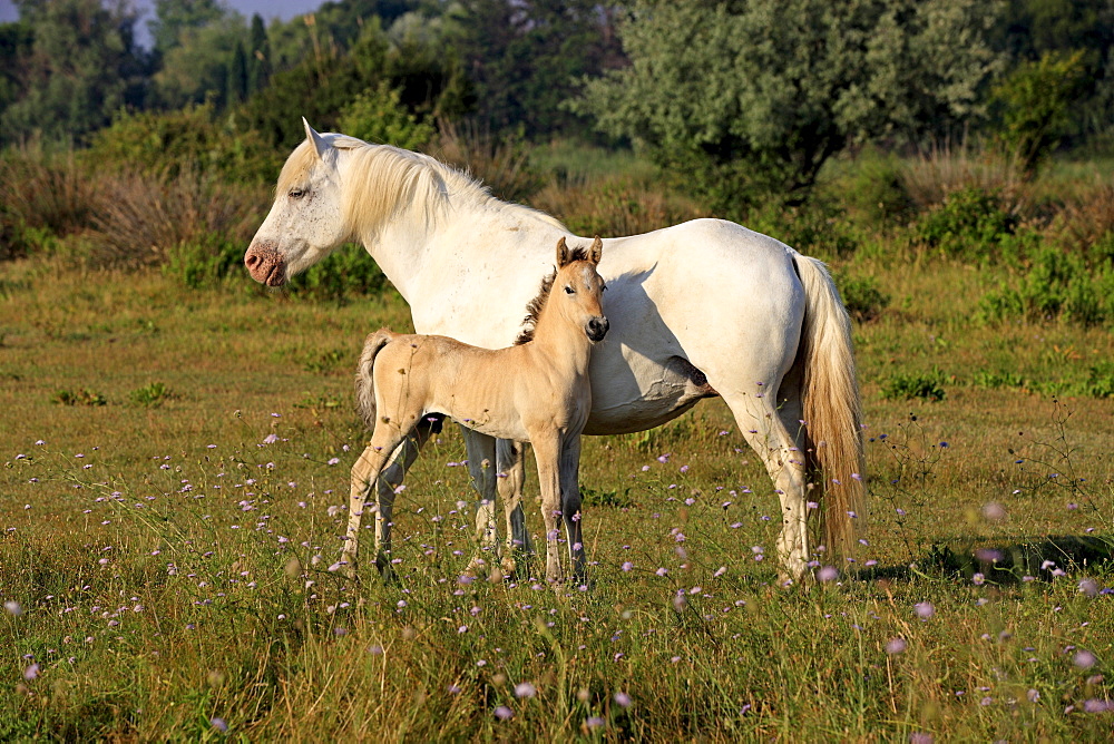 Camargue horse (Equus caballus), mare and foal, Saintes-Marie-de-la-Mer, Camargue, France, Europe