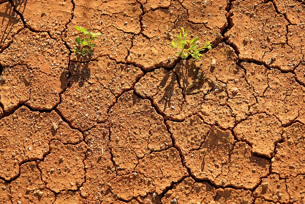 Soil surface, dryness, Sturt National Park, New South Wales, Australia