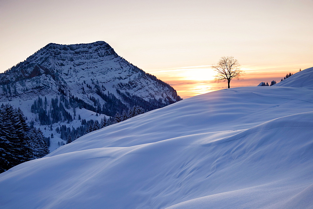 Evening scene in winter, Stockberg mountain and a tree, Alpstein massif, Swiss Alps, Switzerland, Europe