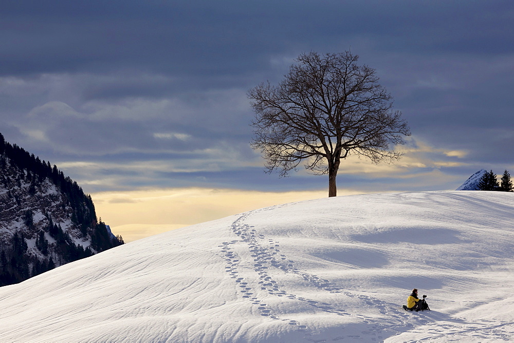 Photographer in the snow in front of a tree in the Alpstein mountains, winter light in the Swiss Alps, Switzerland, Europe