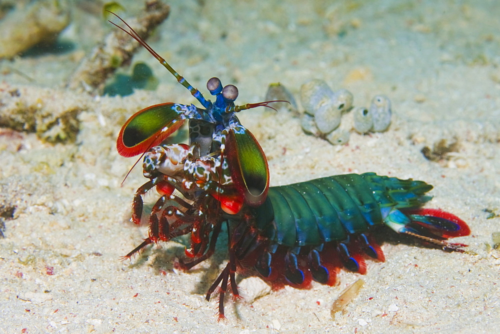 mantis shrimp, Odontodactylus scyllarus.