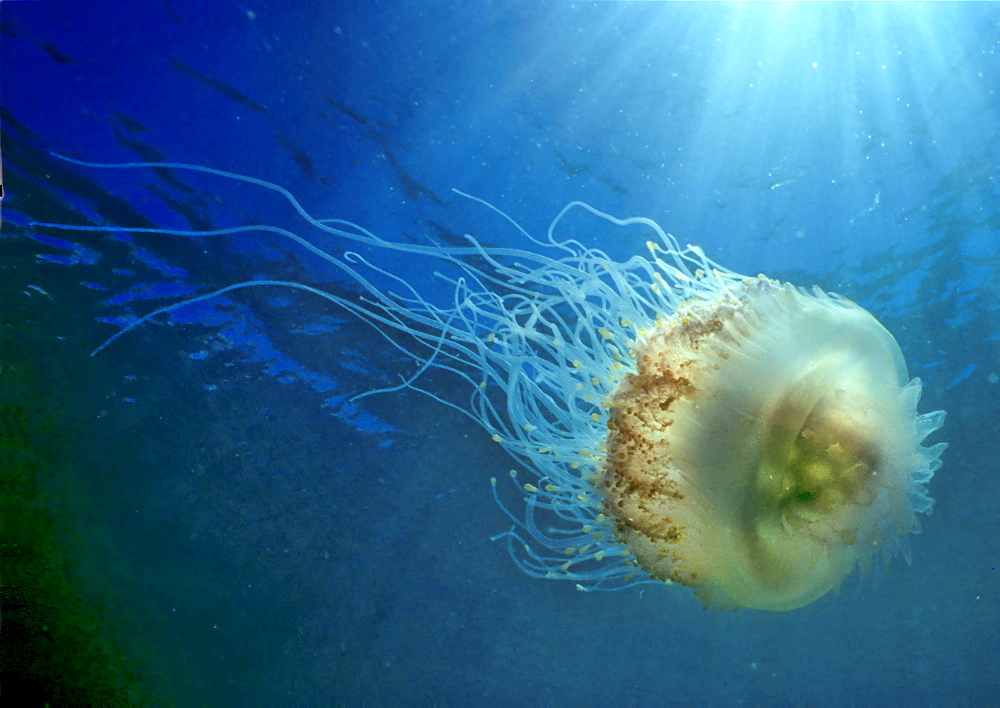 Fried egg jellyfish, Cotylorhiza tuberculata, Philippines